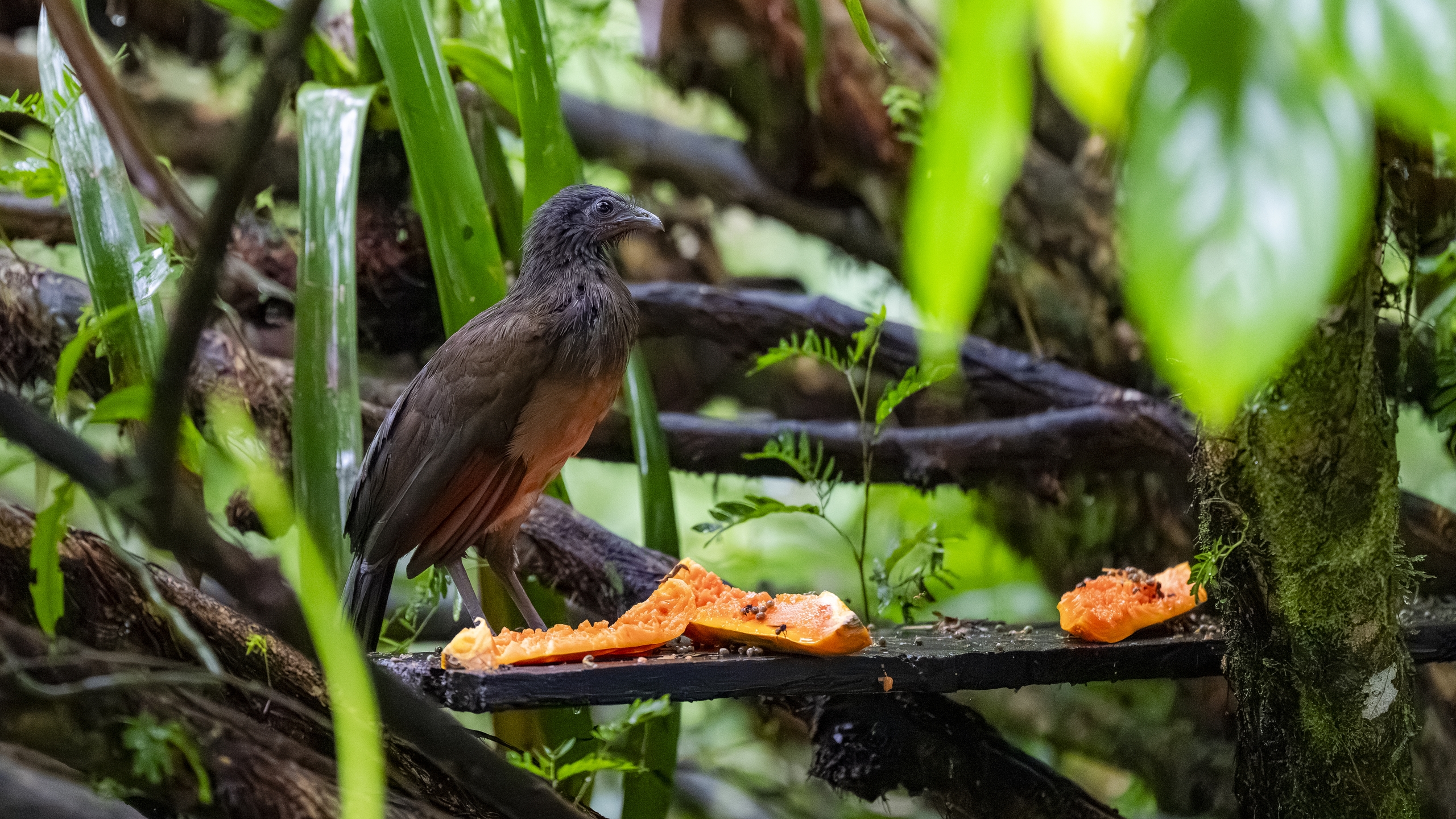 Graukopfguan - Ortalis cinereiceps - Grey-headed Chachalaca - Chachalaca cabecigrís